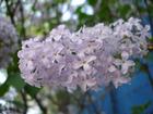 DSC01288.JPG : 580 x 435