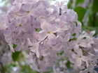 dsc01292.jpg : 580 x 435