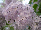 dsc01293.jpg : 580 x 435