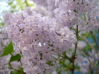 dsc01294.jpg : 580 x 435